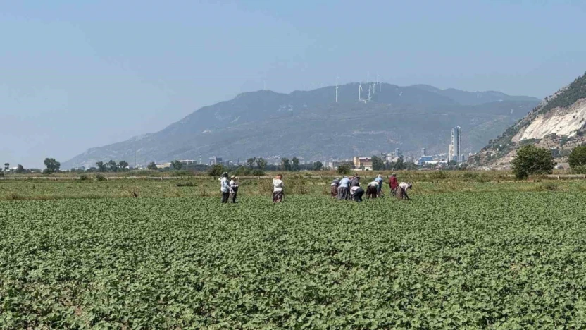 Germencik'in pamuklarında zararlılar kontrol altında