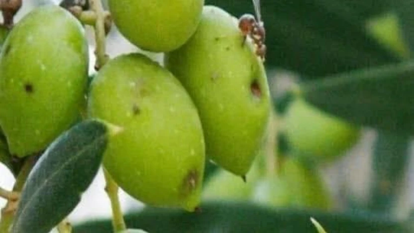 İlçe tarımdan zeytin sineğine karşı ilaçlama çağrısı