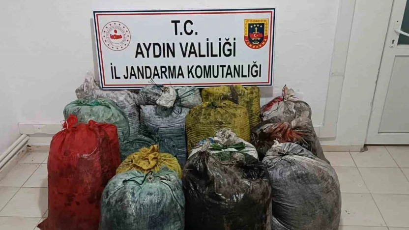 İzinsiz zeytin toplayan 11 şüpheli yakalandı