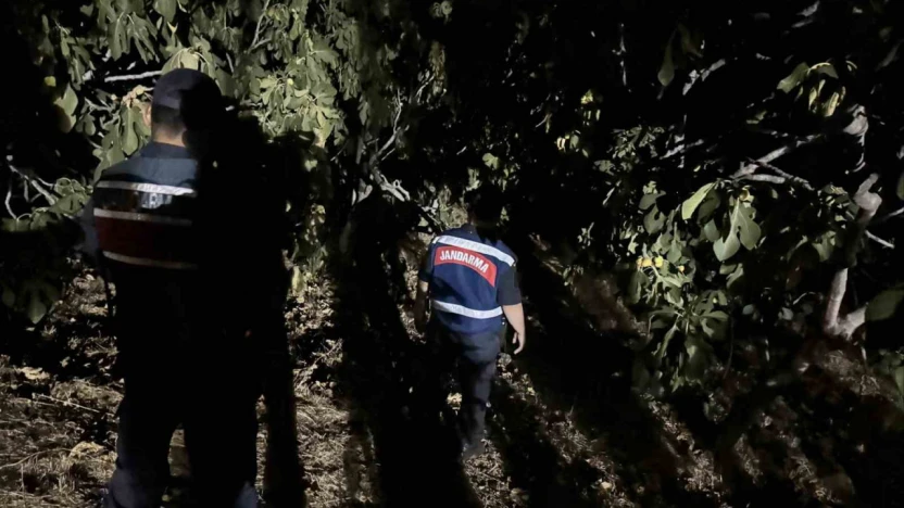 Jandarma, incir hırsızlarına geçit vermiyor