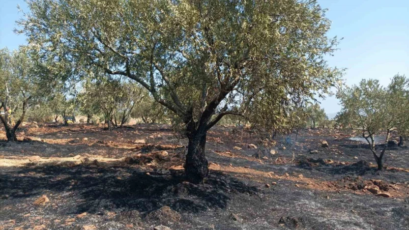 Karacasu'da tarım arazisi yandı, Başkan Büyükyapıcı uyardı