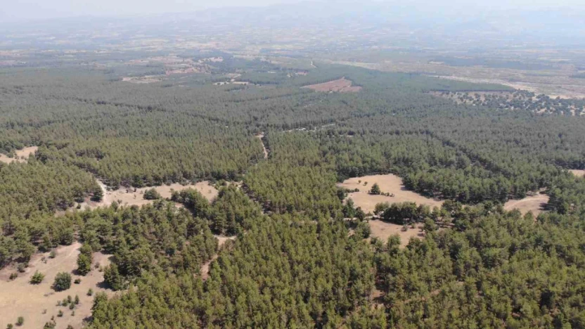 Karacasu Kaymakamlığı'ndan 'Ormana Giriş Yasağı' hatırlatması