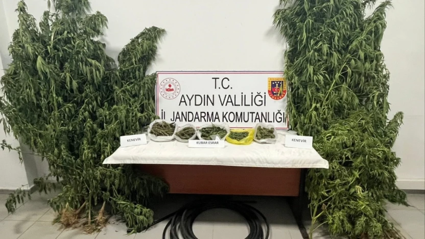 Kestane bahçesinde kenevir yetiştiren şüpheli yakalandı