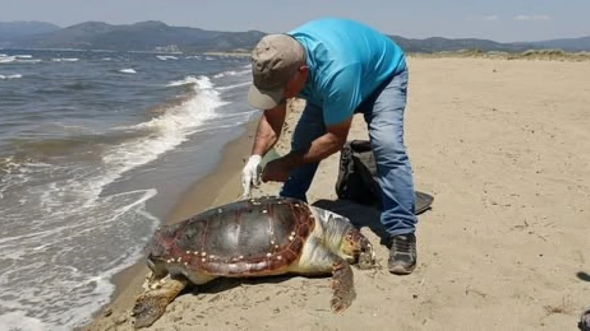 Kuşadası'nda deniz kaplumbağası kıyıya vurdu