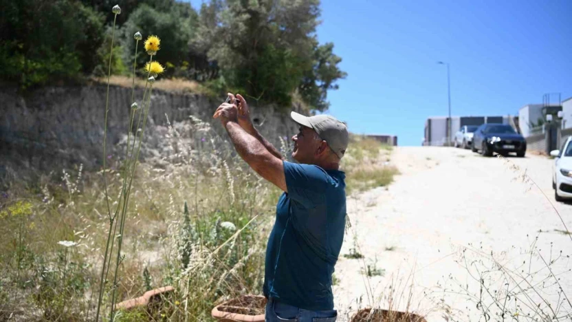 Kuşadası'nın sembolü 'Tülüşah' çiçek açtı