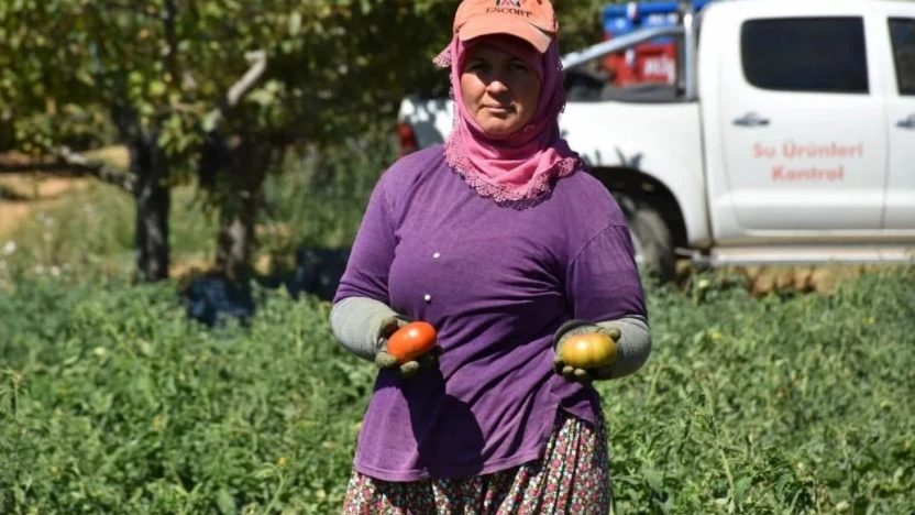 Kuyucak'ta toprakla buluşturulan 220 bin domates fidesinde hasat yapıldı