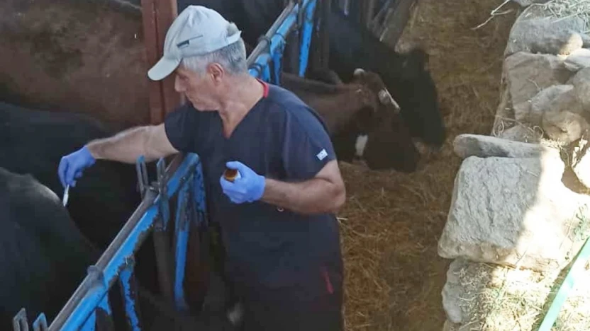 Nazilli'de şap hastalığına karşı aşılama çalışmaları sürüyor