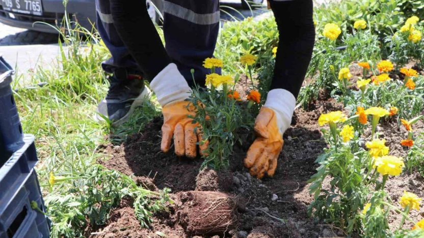 Söke Belediyesi ilçeyi çiçeklerle donatıyor