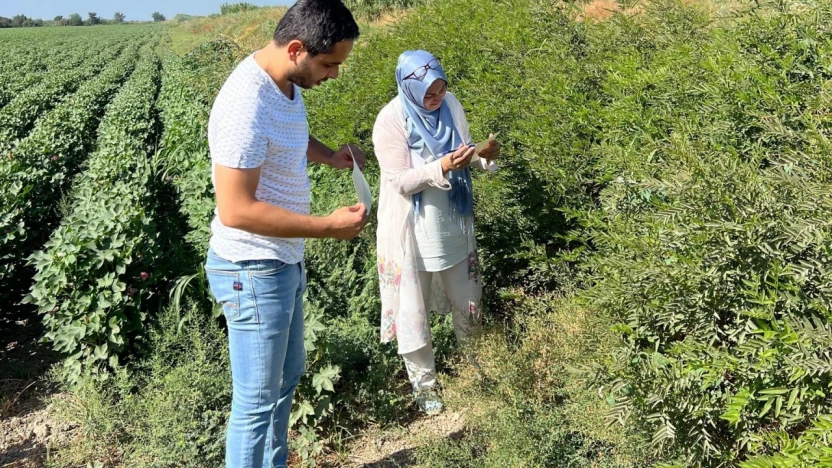 Söke'de ekipler sahaya indi, tuzaklar kontrol edildi