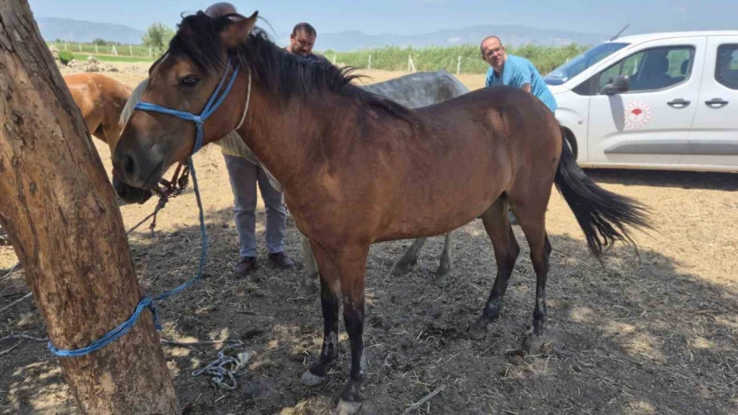 Söke'de tek tırnaklı hayvanlara ruam taraması yapıldı