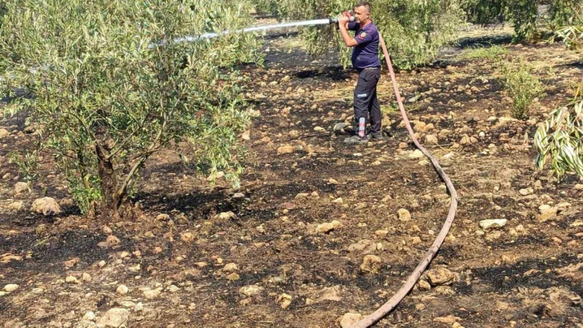 Zeytinlikte çıkan yangın hızlı müdahale ile söndürüldü